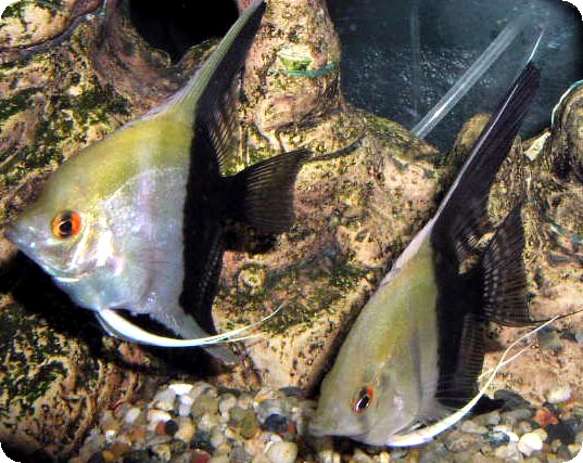 Angelfish - Small/Medium - Half Black Lace